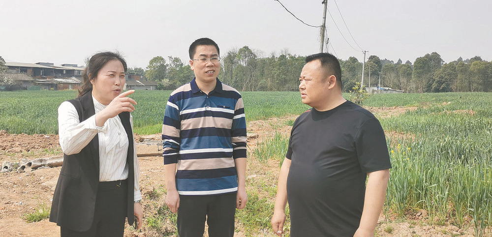 鲜食玉米增产增收,玉米增收新方法