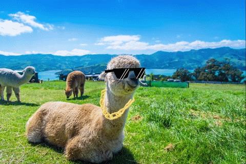 新西兰美得让人窒息的风景,新西兰的风景真的是太美了