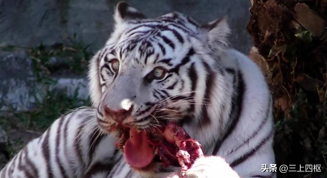 动物园为什么不给熊猫喂肉,为什么不能给动物园的老虎喂猪肉