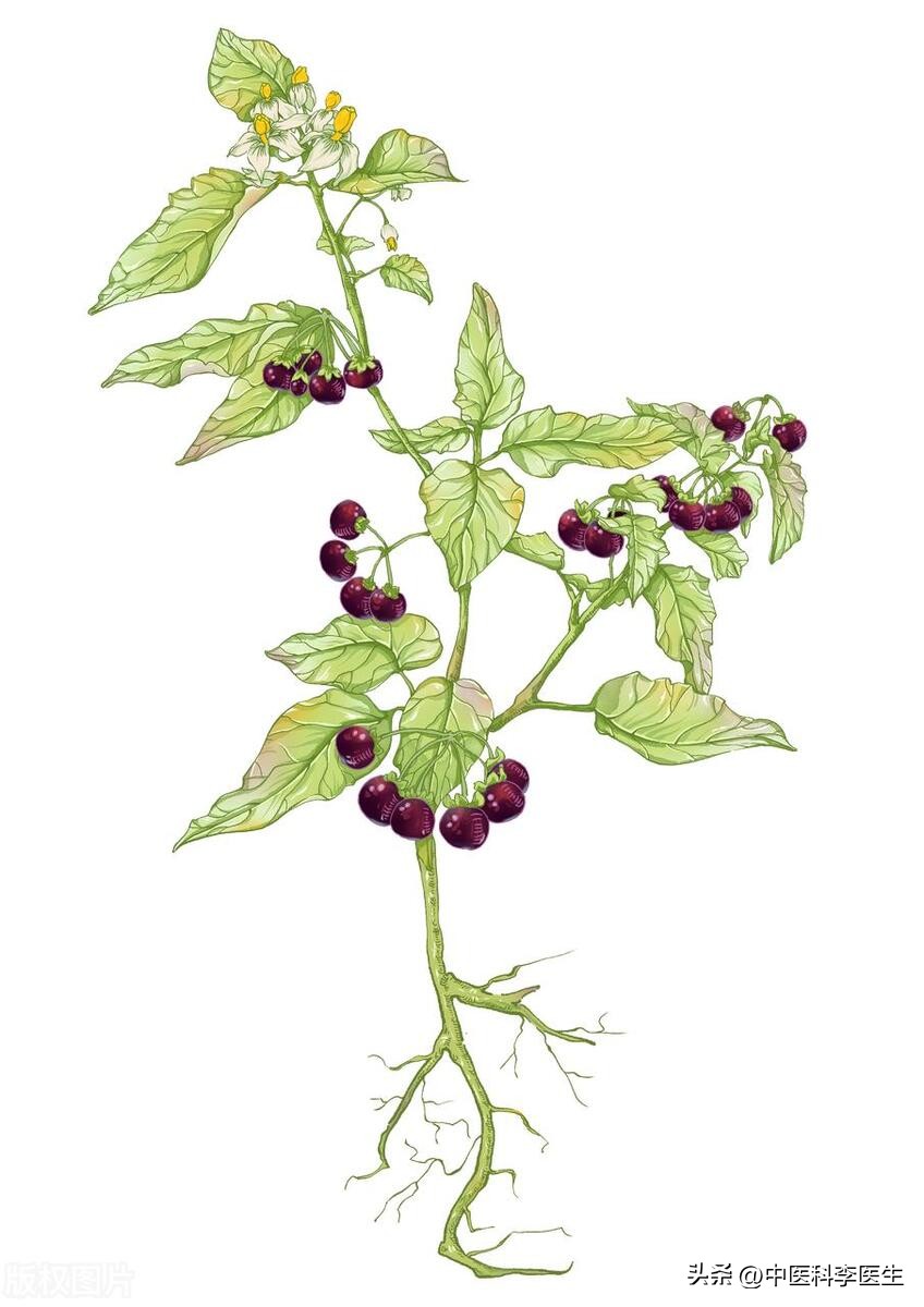 抗癌草药龙葵的食用方法,龙葵主要抗癌成分是什么