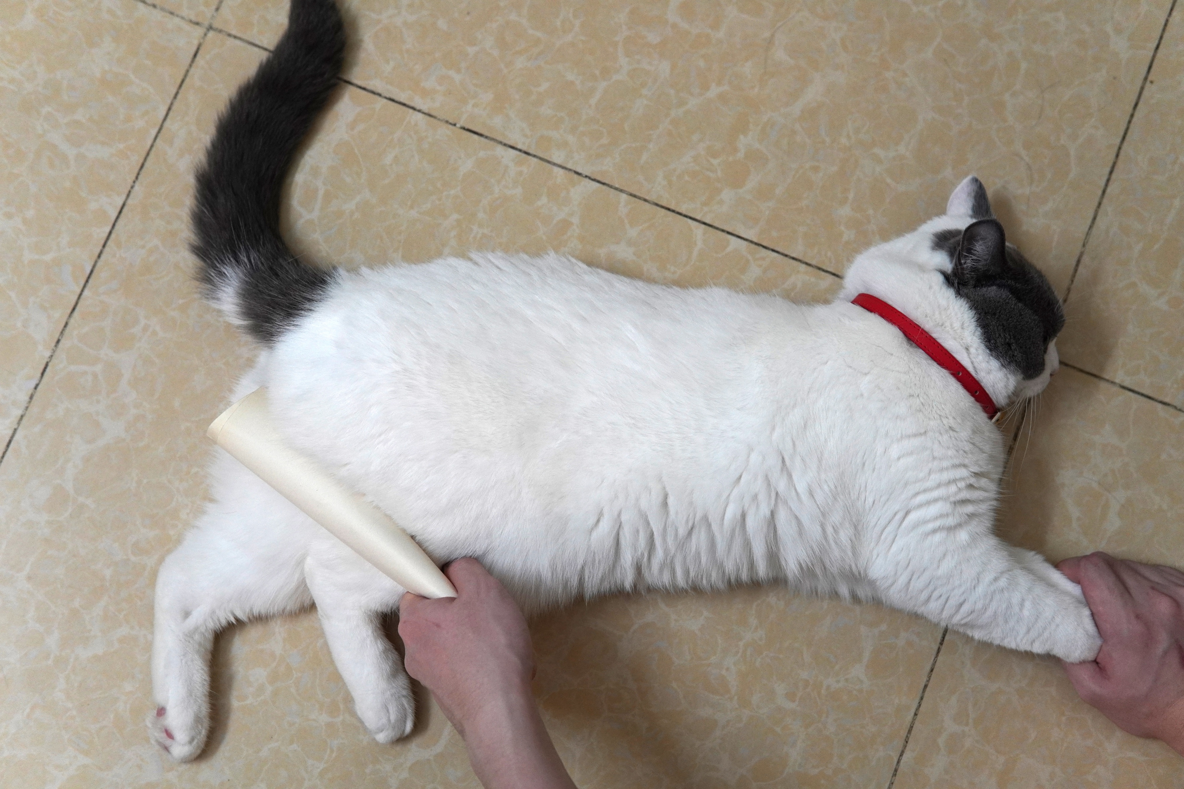 再生气也不能打猫的四个部位,再生气也别打猫的四个部位