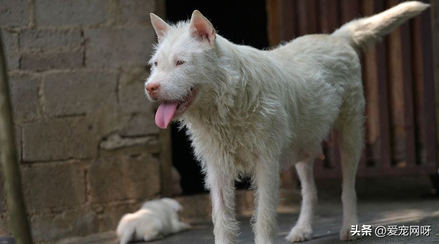 每天了解一只狗狗,每天了解一种动物