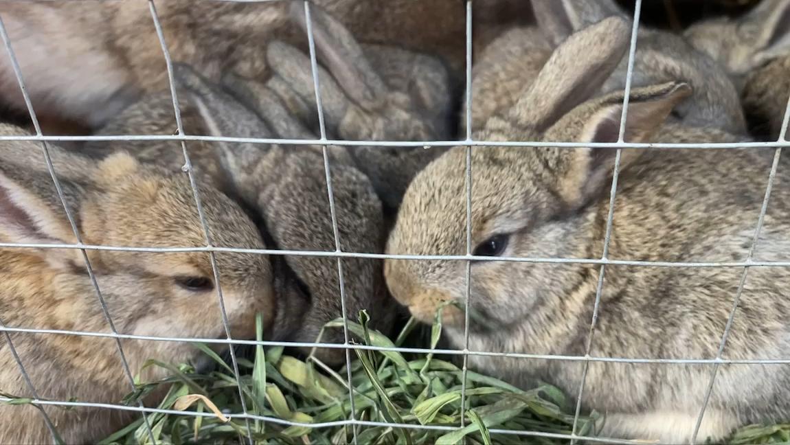 养殖场疾病,养殖兔子生病的状态和解决办法