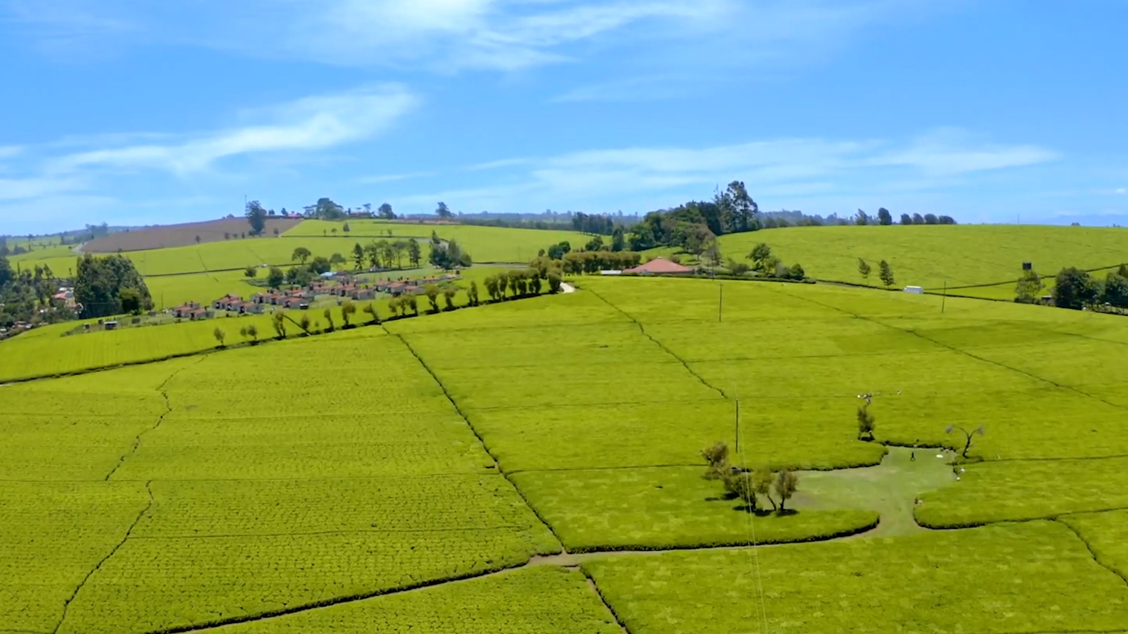 肯尼亚为什么要大量种茶,世界茶叶大国肯尼亚