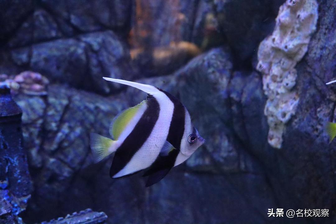 蔚蓝做苍穹，鱼儿变繁星！新川学子，走进浩海立方，探秘无限海洋