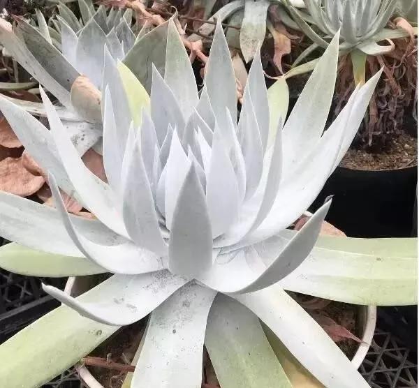 多肉仙女杯喜欢阳光吗,苹果叶仙女杯多肉如何养护