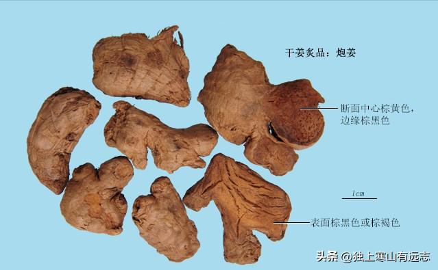 姜:隐藏在厨房里的“止呕圣药”,更能解毒、回阳、止血