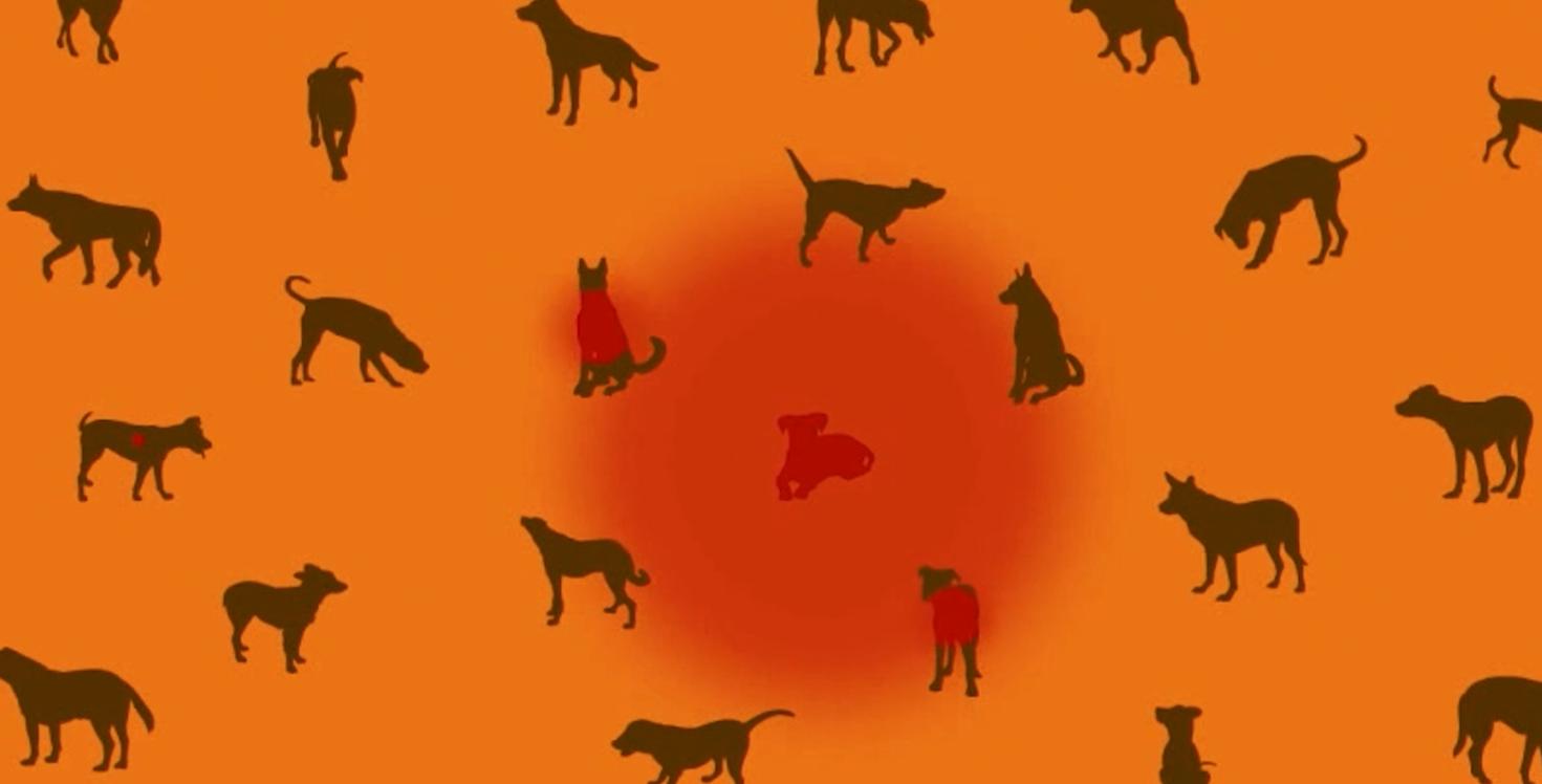 为什么狂犬病无法治愈但可以预防,中国现在能治愈狂犬病吗