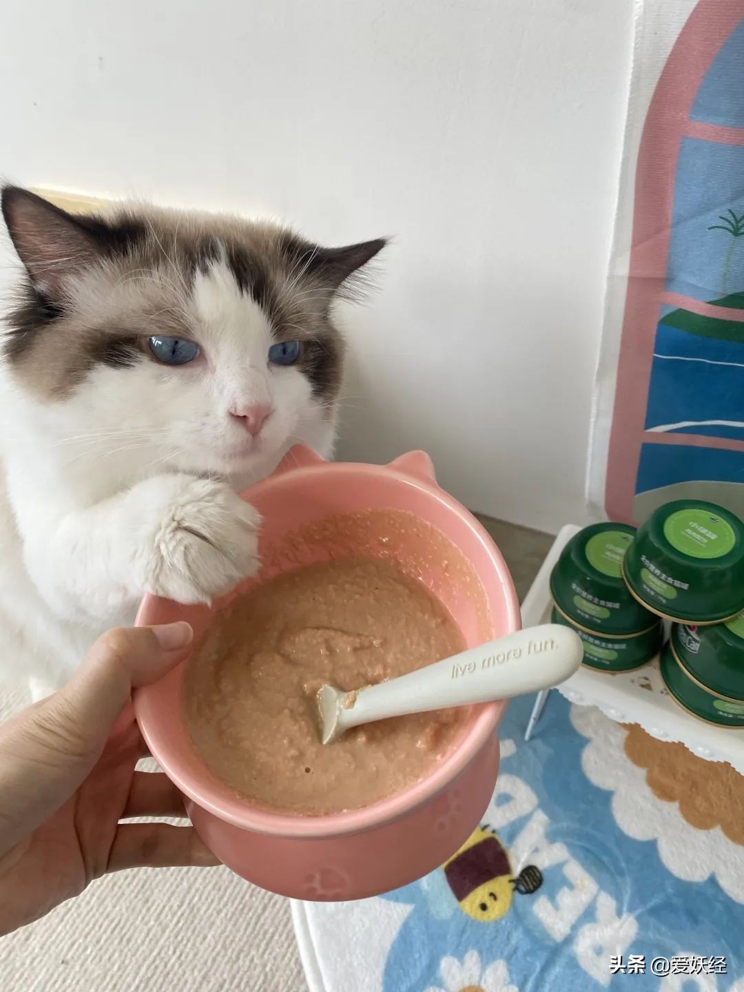 红狗小绿罐怎么样,月销量1000算不算冷门车