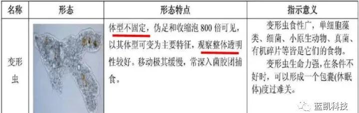 活性污泥中微生物的观察,活性污泥微生物镜检取样
