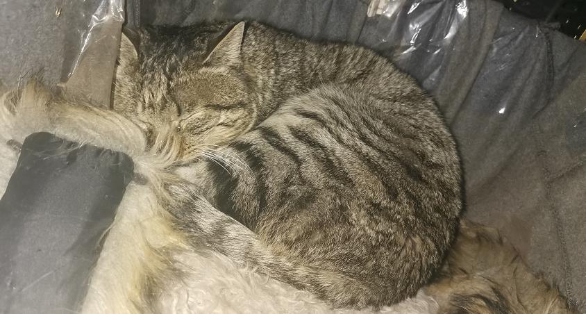 猫咪不进食呕吐白色泡沫怎么回事,猫咪吐白色粘液和泡沫精神萎靡