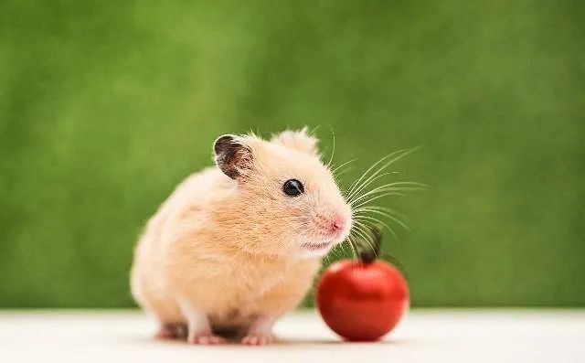 这姑娘，养仓鼠都养出了诗意