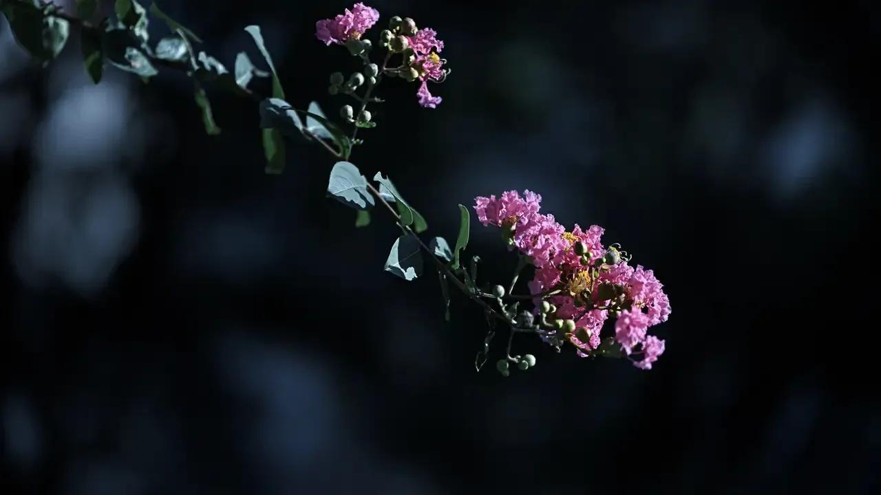 情人眼里出西施西施眼里出眼屎,什么人眼里出西施