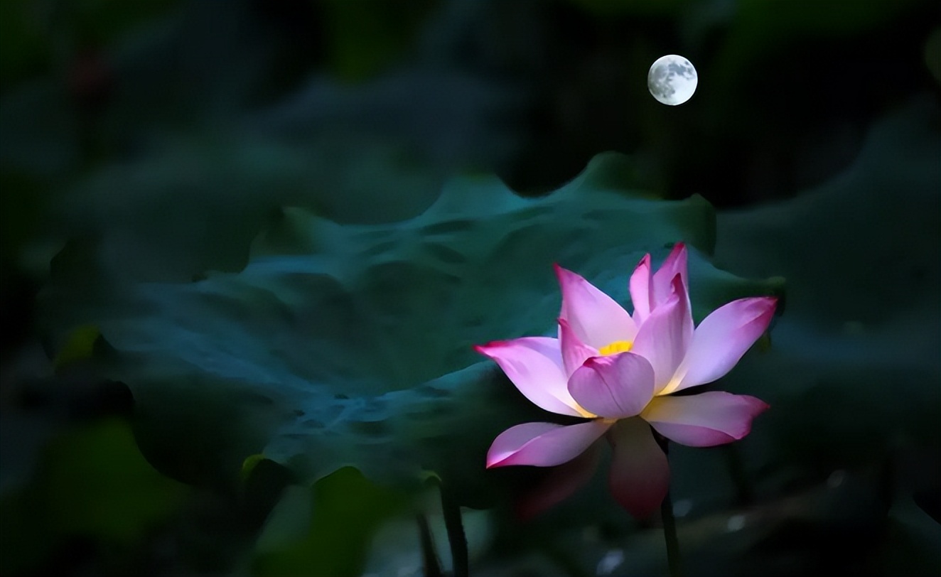 周嗣远|接天碧叶莹如玉，夕照芙蓉万朵花（原创荷之歌25首）