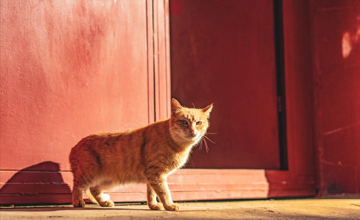 养猫一定要养狸花猫,新手养猫可以养狸花猫吗