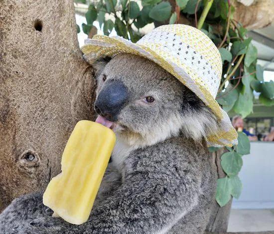 你不知道的国家冷门知识澳大利亚,说说澳大利亚这个国家