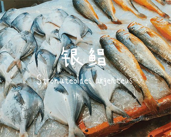 渔山岛和东极岛哪个好看,浙江比东极岛好玩的海岛