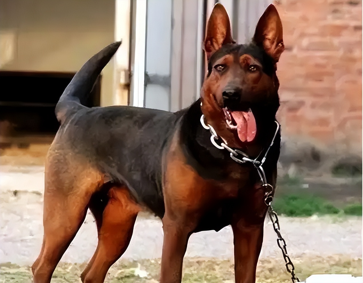 被禁养的五种狗你家有饲养了吗,最不建议养的五种狗