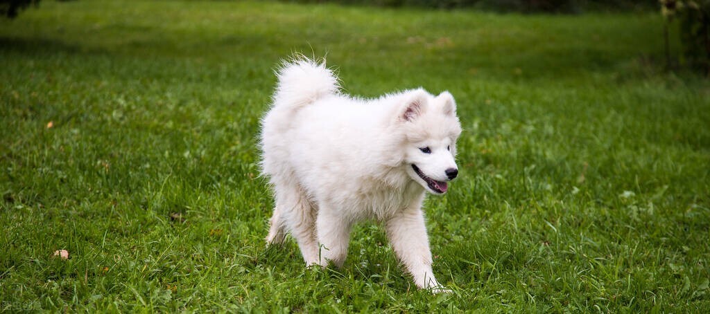 狗狗乳房有肿大，有硬块？看完就懂