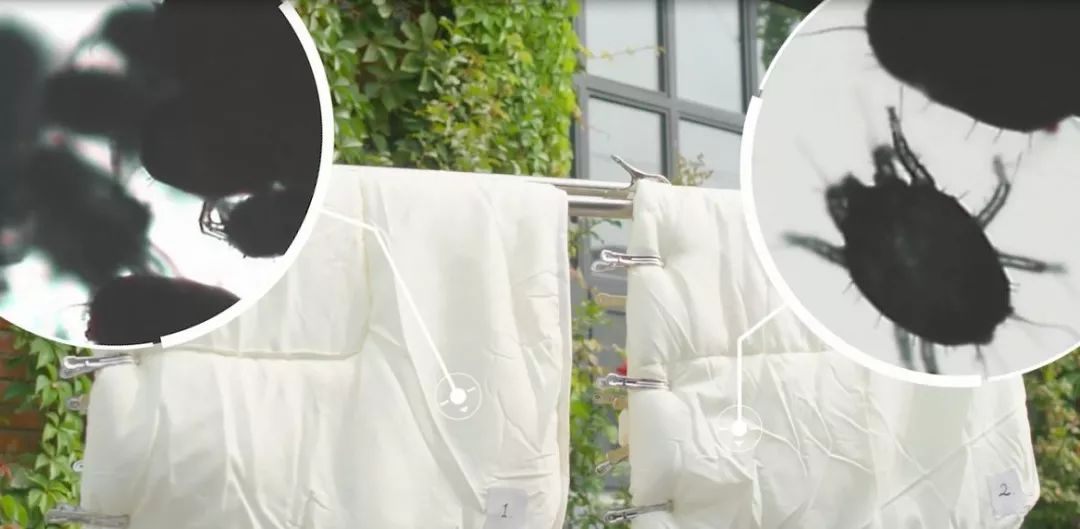 男童眼睛里出现活虫,八岁男孩右眼感染20条虫子