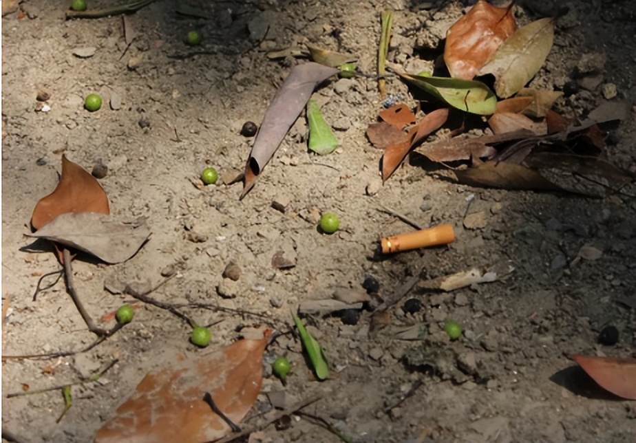 日本回收中国的烟头干什么,日本收购废弃烟头的目的