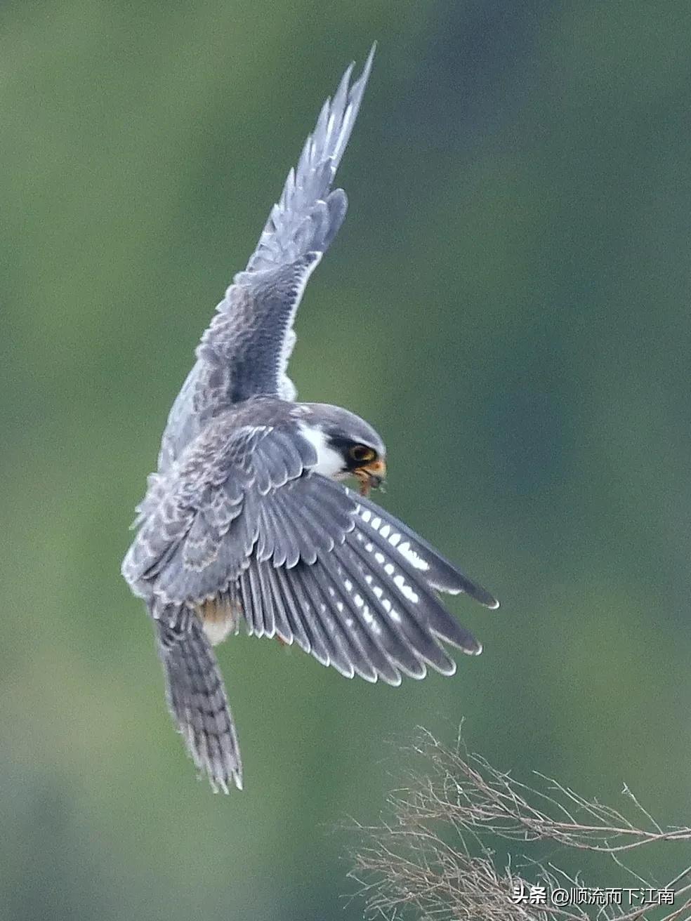 红脚隼叫声,红脚隼