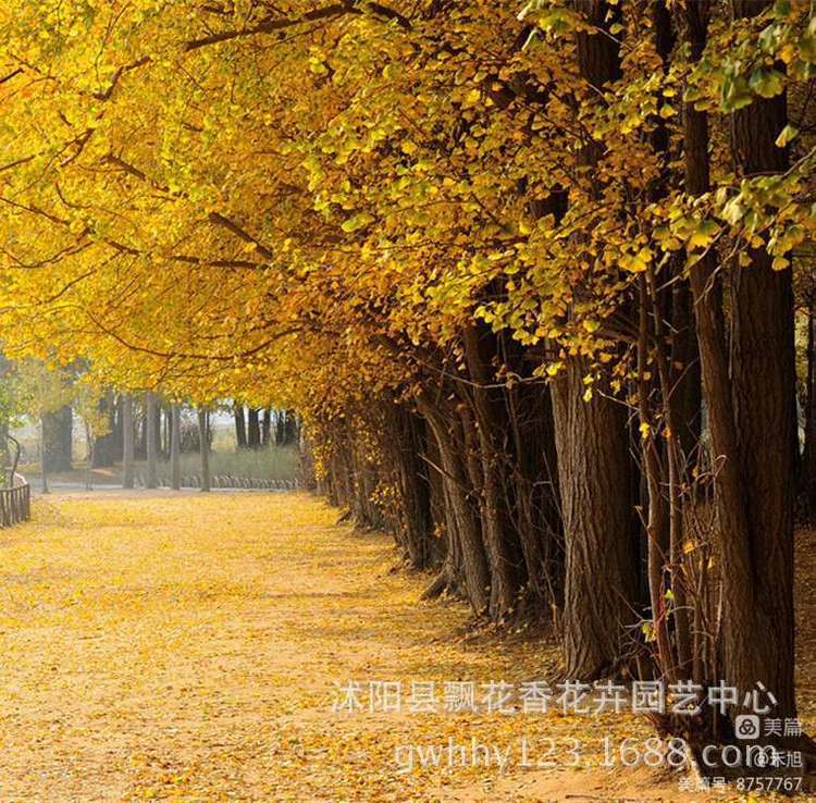 暮秋雅阁微刊第十八期