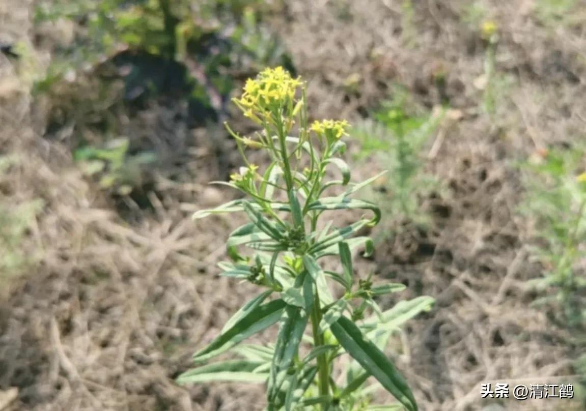 假荠菜根部是啥样的,荠菜假荠菜