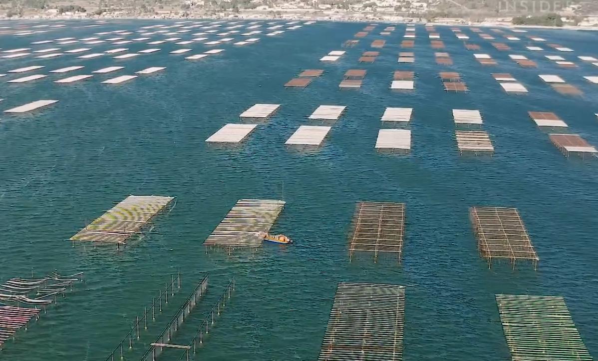 中国生蚝法国生蚝,中国吃生蚝