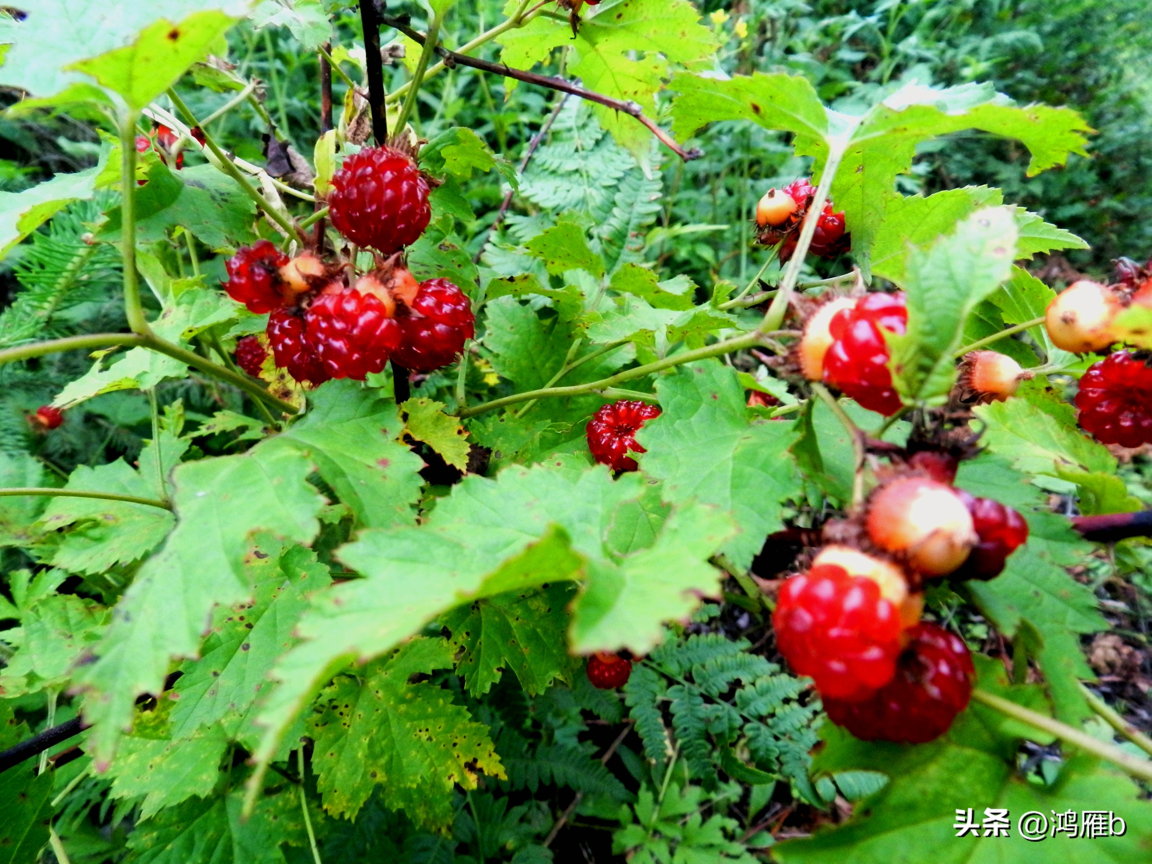又到了吃薄荷的季节,又到了吃藕梢子的季节