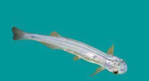 亚马逊“吸血鬼鱼”：专攻男性隐私部位，宿主死亡才离开