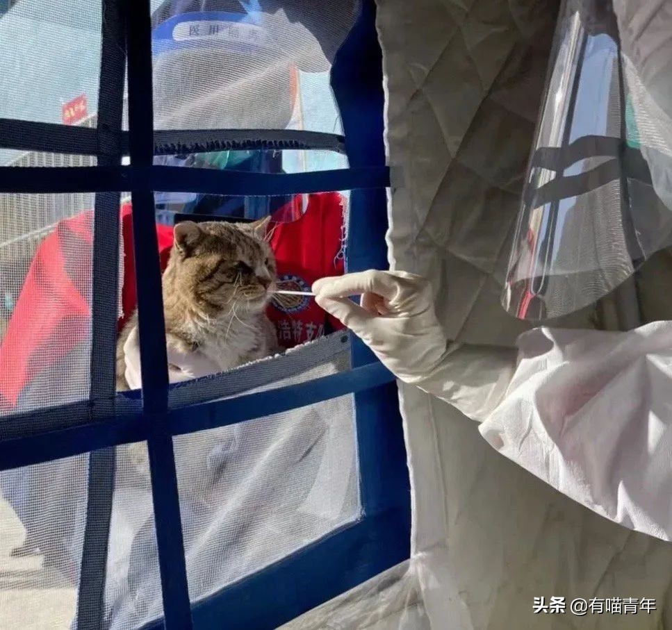猫做核酸了么,猫核酸检测有必要做吗