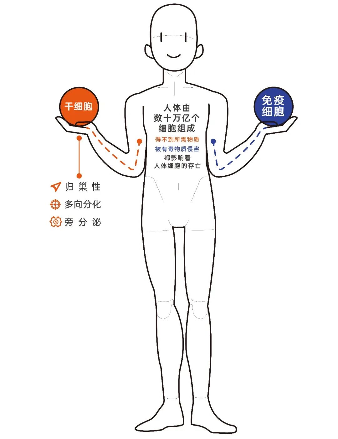 21世纪是基因的时代,细胞治疗时代已经到来