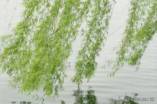 铁皮青蛙玩具,铁皮青蛙有多危险