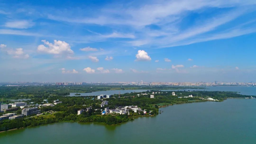 看！这些“种子”在合肥茁壮成长