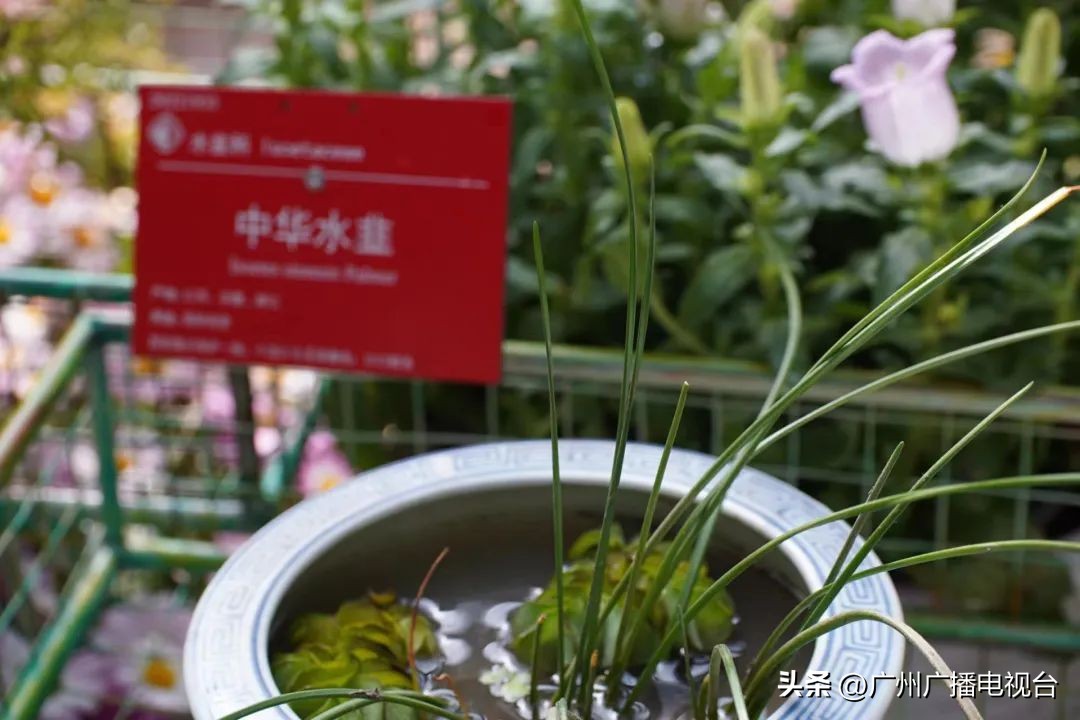 2023年全国兰花展预告,世界上最好看的兰花展