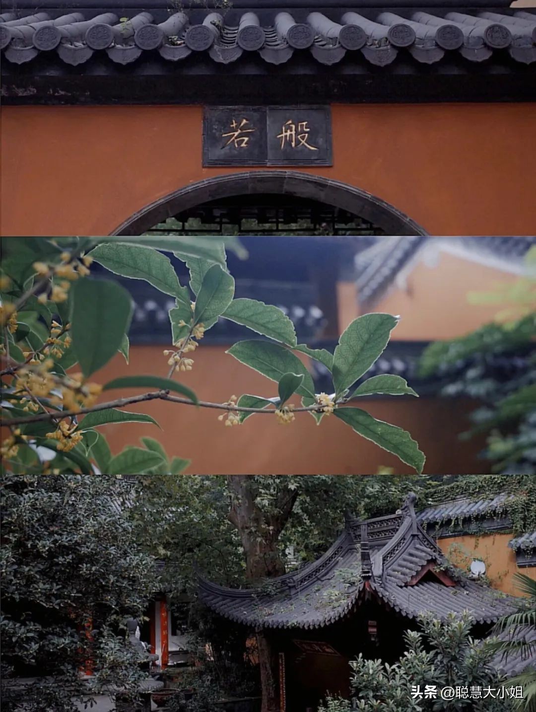 南京赏秋枫叶,南京秋天赏枫叶好去处