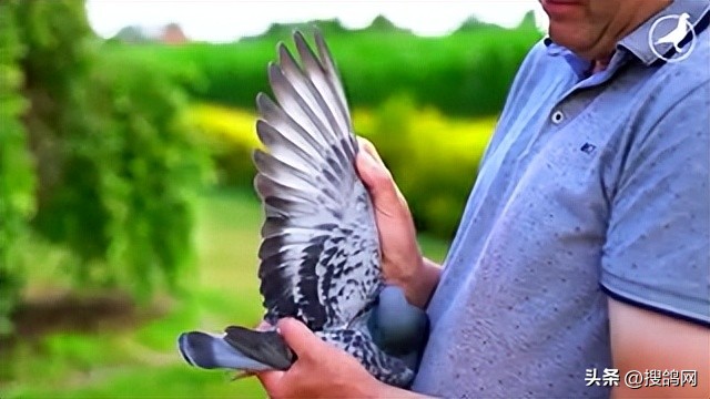 鲁迪狄萨尔信鸽,鲁迪戈贝尔季后赛表现