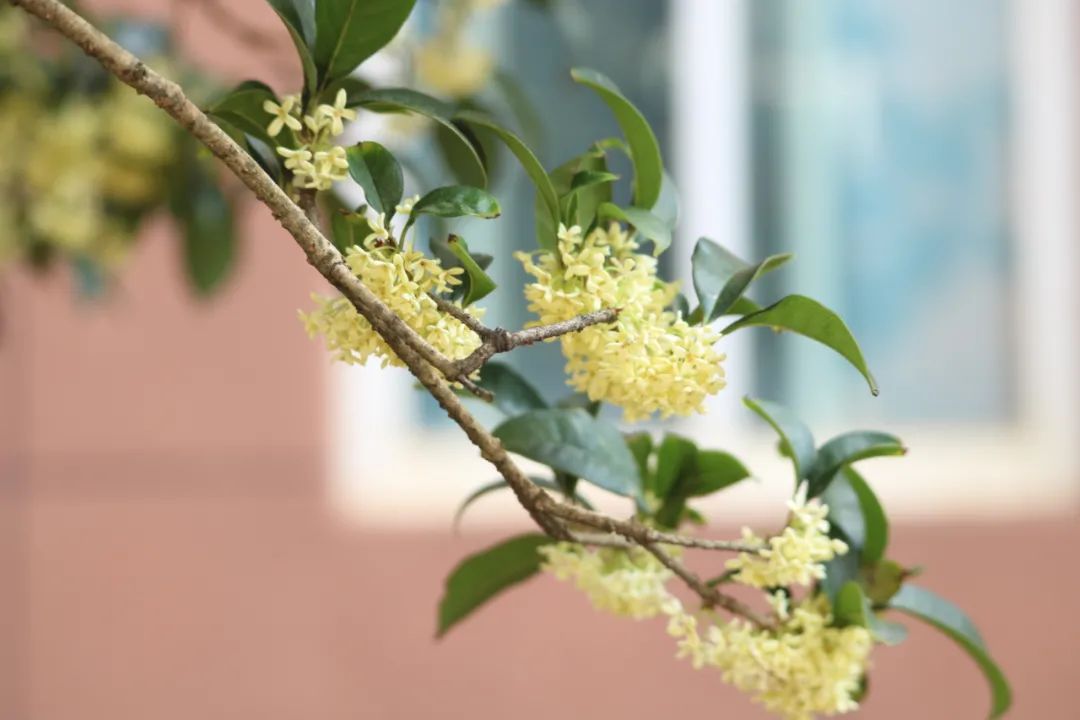 秋季限定|昆明九所学校，送你诗意校园里的一抹金