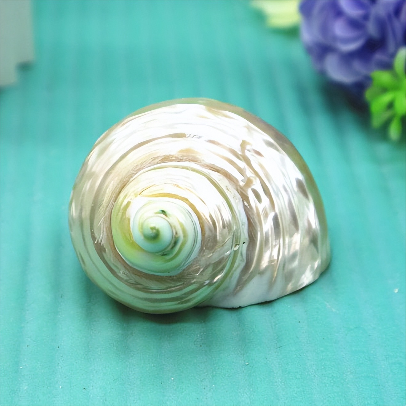 海南海鲜贝类有哪些,海南海鲜贝类