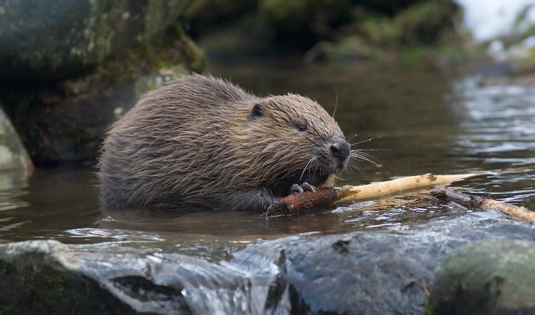 北京奥运会五个吉祥物代表的动物,北京奥运吉祥物代表动物