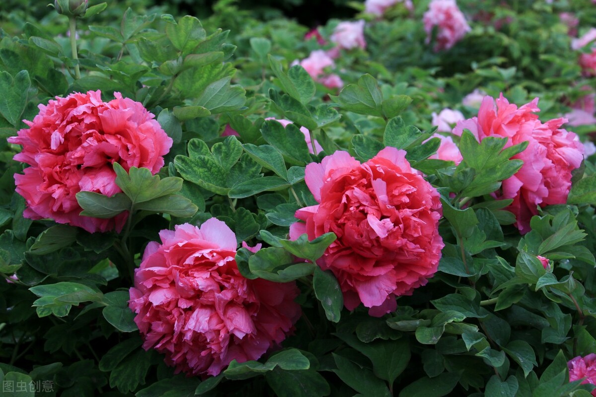 牡丹和国花的区别,国花牡丹相关书籍