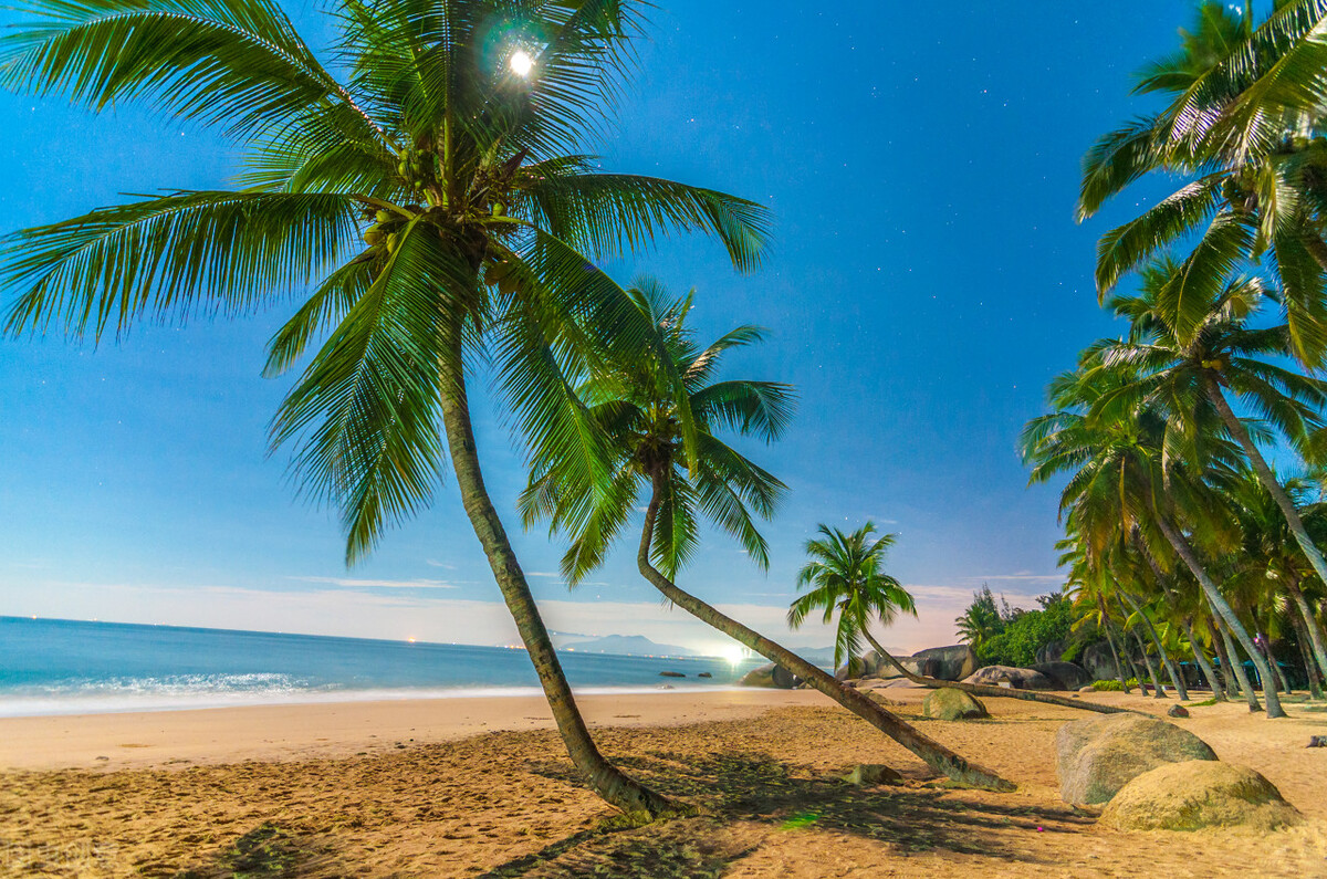 泰国有一种植物，全身是宝，很多人不知道