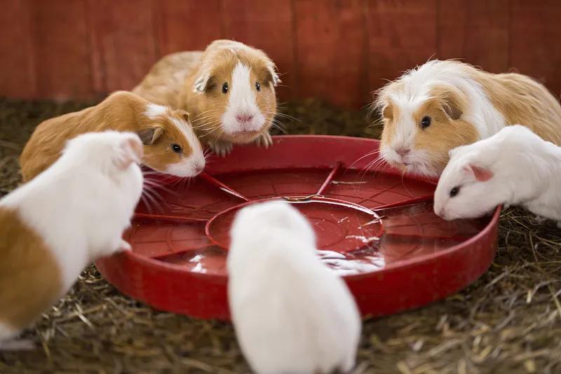 什么宠物对纯素食者最好,好养且可以食用的宠物有哪些