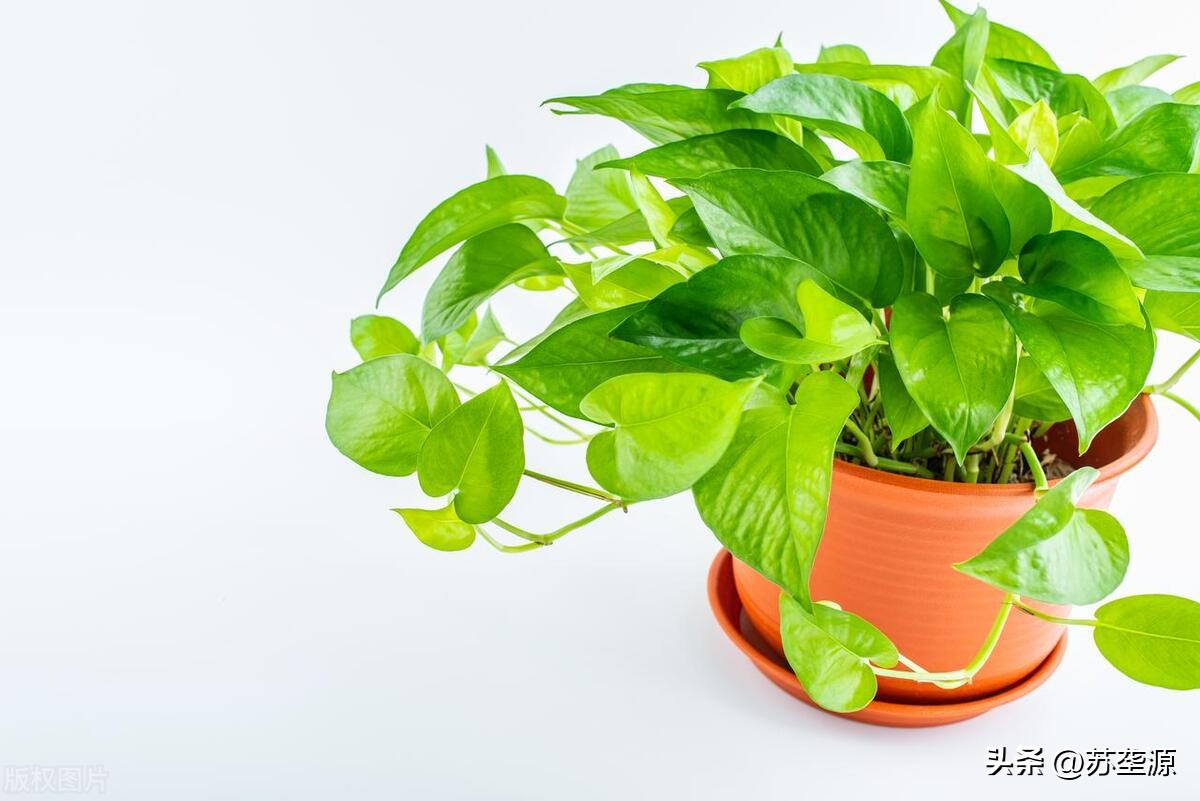 居家宜放什么绿植比较好,居家客厅适合摆放什么绿植