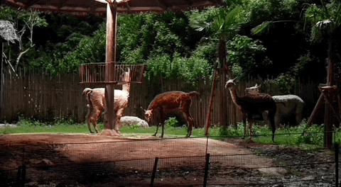 夏夜的一万种可能标题,夏夜的一百种可能