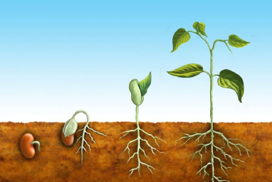 人死后的骨灰可以分几份存放吗,骨灰下葬多年后会变成什么