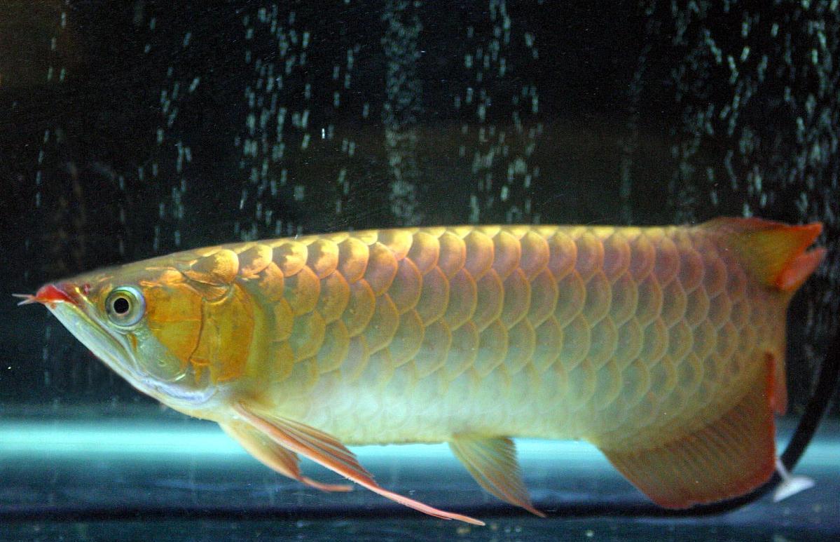 龙鱼体型变s形怎么办,龙鱼鳃畸形