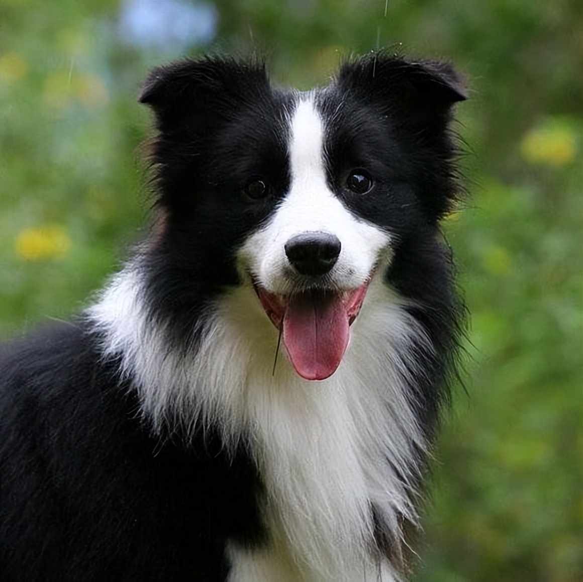 边境牧羊犬养狗技巧,边境牧羊犬怎么养训练的视频教程