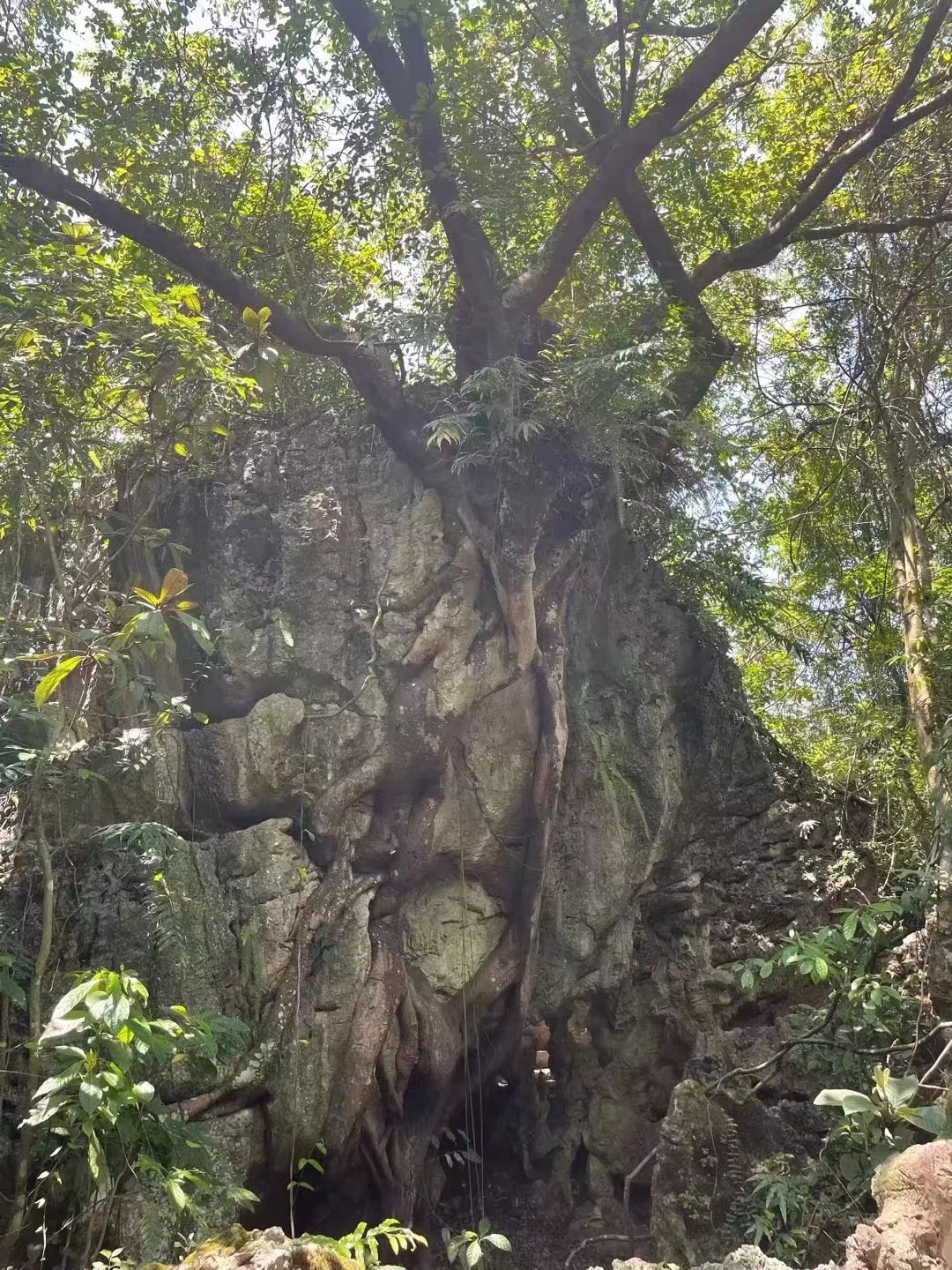 黄果树瀑布和黄果树大瀑布区别,黄果树大瀑布黄果树瀑布